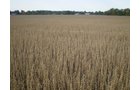 Property photo 20 - 75+/- Acres in 9 Tracts